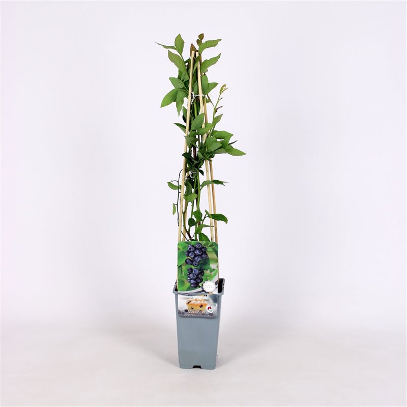 Vaccinium c. 'Jersey' - C2 70/+ CM